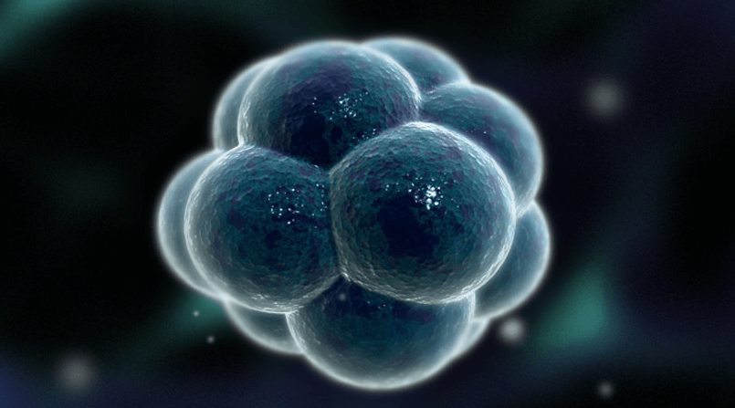 Quando devo transferir os embriões para o útero?